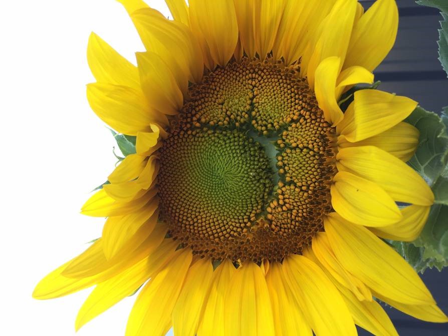 sunflower 2 grace.jpg