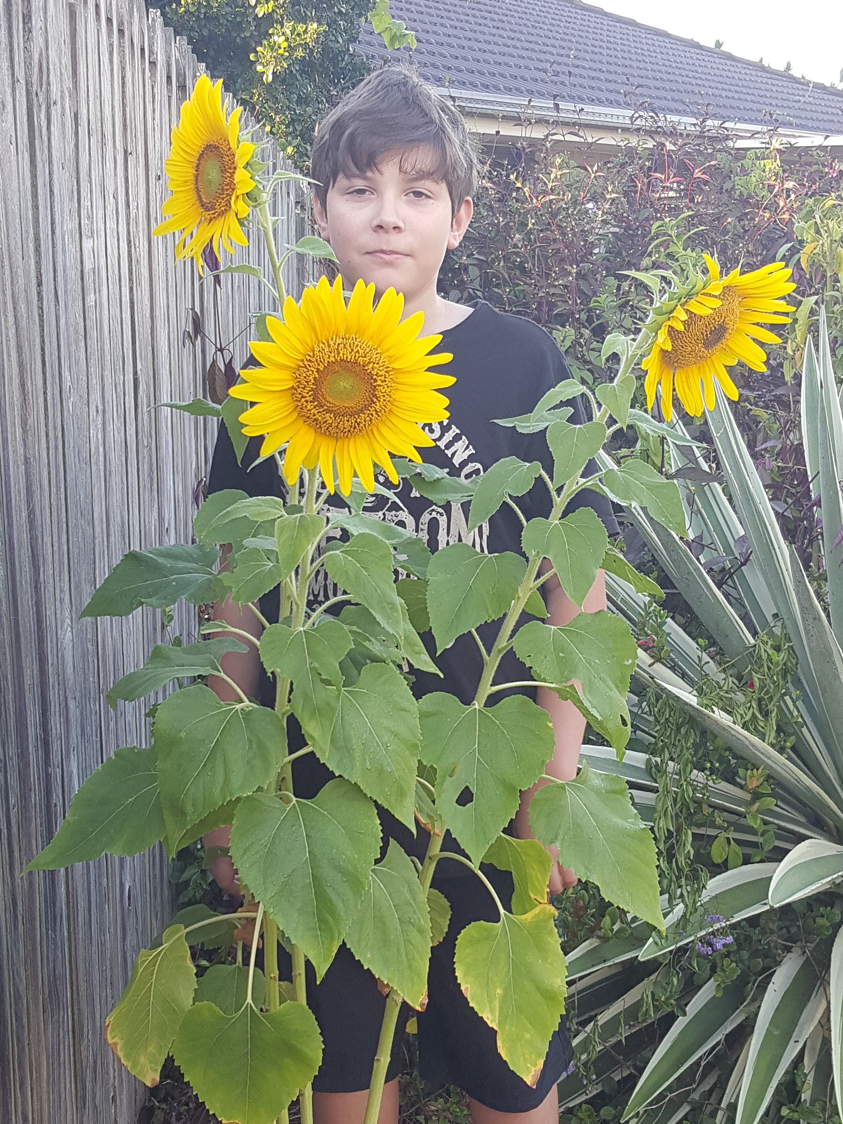 Brayden Howe Sunflower.jpg