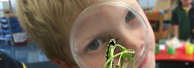Caterpillar video.jpg