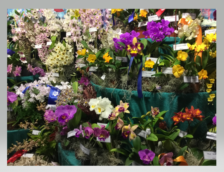 Orchid 2.PNG